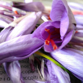 Vasetto 0,5 grammi in pistilli/fili zafferano dell’Aquila DOP