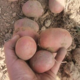 Patate Rosse di Montereale 1kg