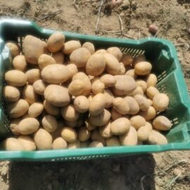 Patate Gialle di Montereale 1kg