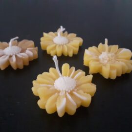 margherite di cera gialle