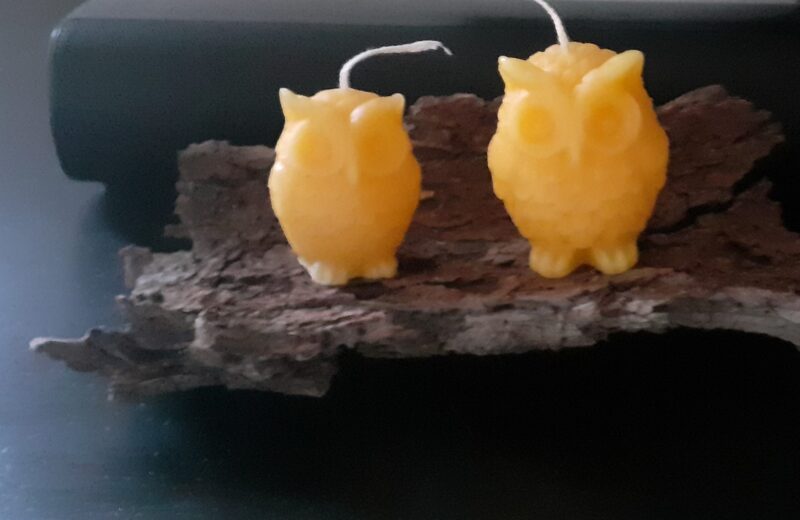 gufetti su corteccia